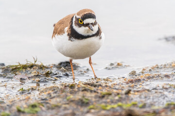 Little ringed plover (Charadrius dubius), bird standing on the lake shore