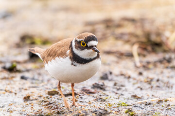 Little ringed plover (Charadrius dubius), bird standing on the lake shore