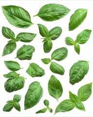 Isolated white background image of fresh Basil, a herb, a popular spice used in cooking, aromatic and healthy.