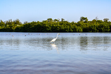 Wildlife in Pine Island Sound.