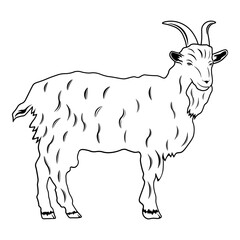 Goat