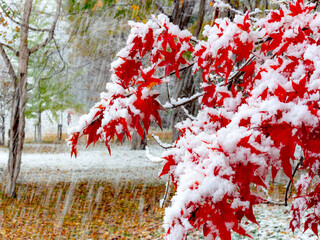 初雪とモミジ