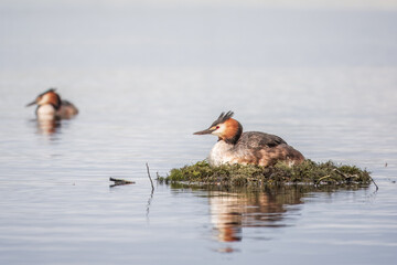 Great Crested Grebe, Podiceps cristatus, water bird sitting on the nest, nesting time on the green lake