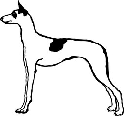 Ibizan Hound