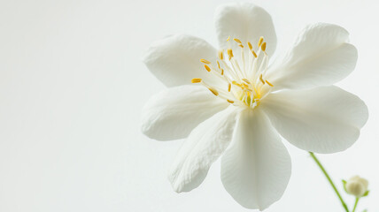 Obraz premium white lily closeup