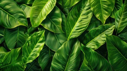 Tropical Leaf Texture