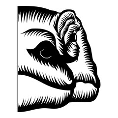 Komodo Dragon Half Face