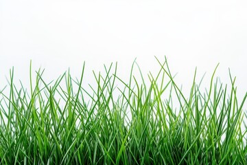 Fototapeta premium A close-up view of vibrant green grass against a plain background.