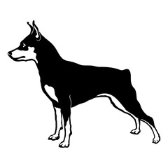 Miniature Pinscher