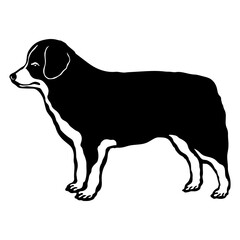 Miniature American Shepherd