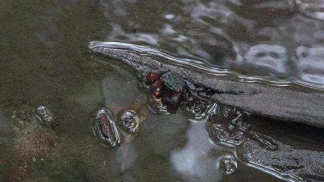 An iridescent face-banded crab, a sediment grazer, feeding on the rotten leaves on the mudflats in wetlands environment, close-up shot during the low tide period.