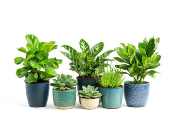 Fototapeta premium A collection of various indoor plants in decorative pots, showcasing greenery and decor.