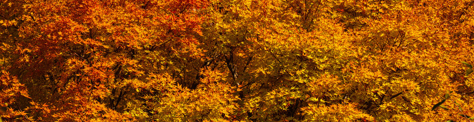 Autumn leaves of maple trees. Sunny autumn natural background. Autumn fall leaves in sunlight. Natural autumn background. Autumnal background. Foliage, falling leaves background.
