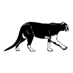 Fototapeta premium Mountain Lion