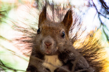 エゾリスとの会話