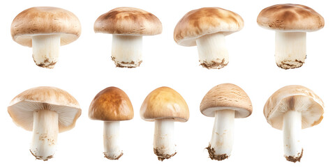 A collection of Champignon mushrooms, highlighting their rich nutrients and versatility in cooking..