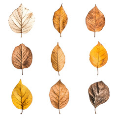 A collection of dry autumn leaves isolated on a white background, capturing the essence of fall with warm and earthy tones..
