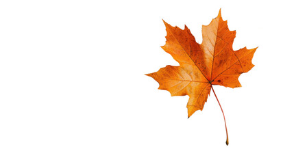 Fototapeta premium Maple leaf autumn isolated on white background