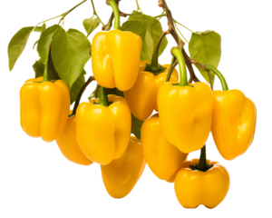 Fresh yellow bell peppers on a green vine, showcasing their vibrant color and healthy appearance, perfect for culinary use.