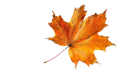 Fototapeta premium Maple leaf autumn isolated on white background