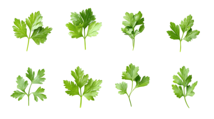 A set of fresh parsley leaves, perfect for garnishing and adding a bright flavor to dishes..