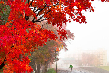 朝霧に映える紅葉