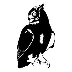 Owl