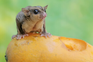 An adult sugar glider is eating ripe papaya that fell to the ground. This mammal has the scientific...
