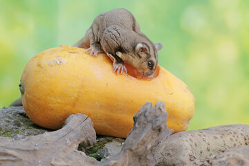 An adult sugar glider is eating ripe papaya that fell to the ground. This mammal has the scientific name Petaurus breviceps.