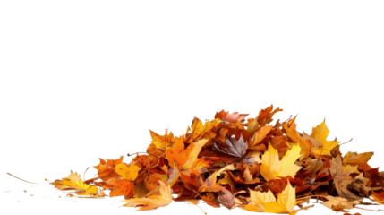 Maple autumn leaf pile isolated on white background
