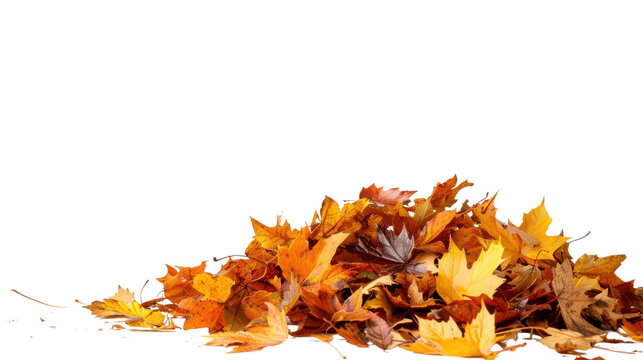 Maple autumn leaf pile isolated on white background