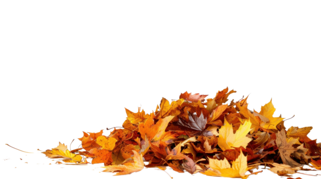 Maple autumn leaf pile isolated on white background