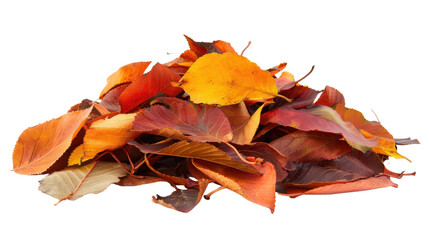 Maple autumn leaf pile isolated on white background