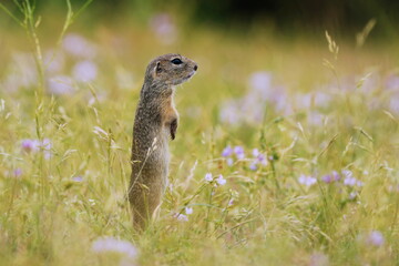 A cute young  eurpean ground squirrel poses on the field. Spermophilus citellus