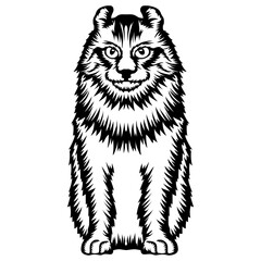 American Curl Cat