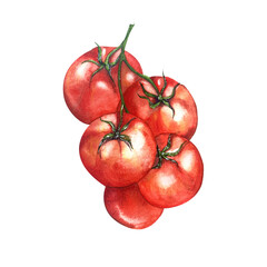 Watercolor Illustration. Juicy Bright Tomatoes. Isolated White Background. Series of Works Vegetables. For Packaging Juices, Ketchup, Home Kitchen Textiles, Menus, Cookbooks, Recipes, Blogs, Websites