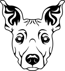 American Hairless Terrier