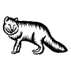 Arctic Fox
