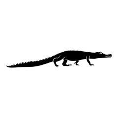 Baby Alligator