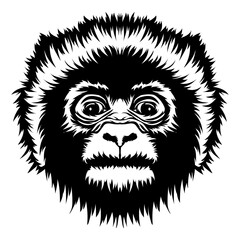 Fototapeta premium Baby Gorilla Face