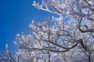 冬, 雪, 木, 自然, 寒い, 霜, ブランチ, こおり, フリーズ, 青, 空, 植える, 白, 季節, とても寒い, とぶ, フリーズ, 森, 小枝, 花, 霜, クリスマス, ブランチ, 雪に覆われた, 太陽光