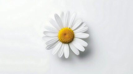 Obraz premium Daisy Flower as white background.