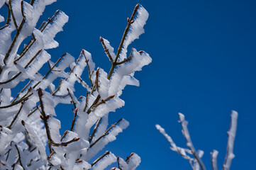 冬, 雪, 木, 自然, 寒い, 霜, ブランチ, こおり, フリーズ, 青, 空, 植える, 白, 季節, とても寒い, とぶ, フリーズ, 森, 小枝, 花, 霜, クリスマス, ブランチ, 雪に覆われた, 太陽光
