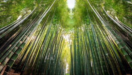 Image material of a bamboo forest. A wide-angle view of the bamboo forest from below.