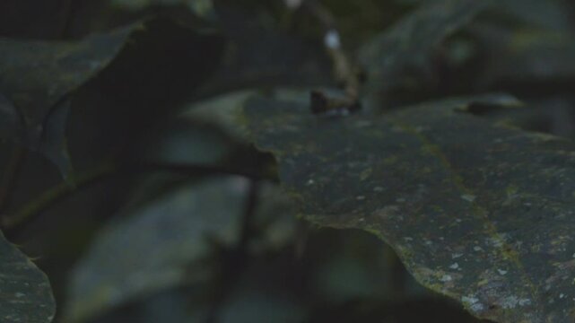 Rain falls onto big and colorful butterfly in rainforest. Takes flight. Slow motion.