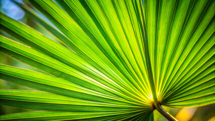 Obraz premium Green Palm Leaf Texture Background With Natural Light.