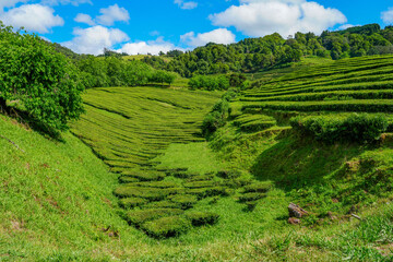 Teeplantage von Cha Gorreana auf den Azoren im Sommer
