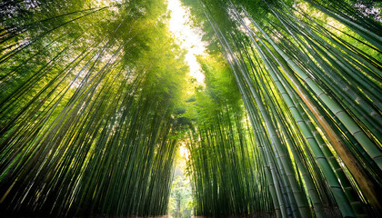 Fototapeta premium Image material of a bamboo forest. A wide-angle view of the bamboo forest from below.
