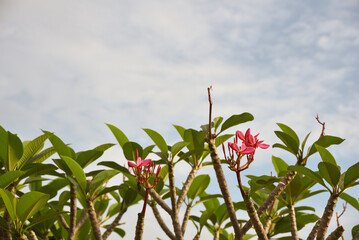 Picture of pink flowers with green leaves and the sky in the background.