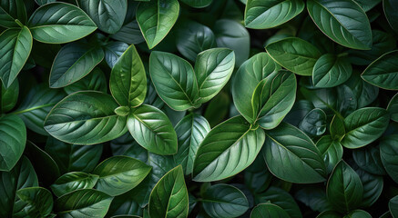 Tropical Dark Green Leaf Texture Full Frame View Of Lush Green Leaves In Top Down Perspective Background. Generative AI.